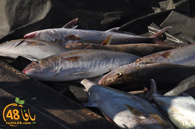 samak antayasa (27).JPG